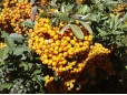 Pyracantha crenatoserrata